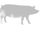 pork icon